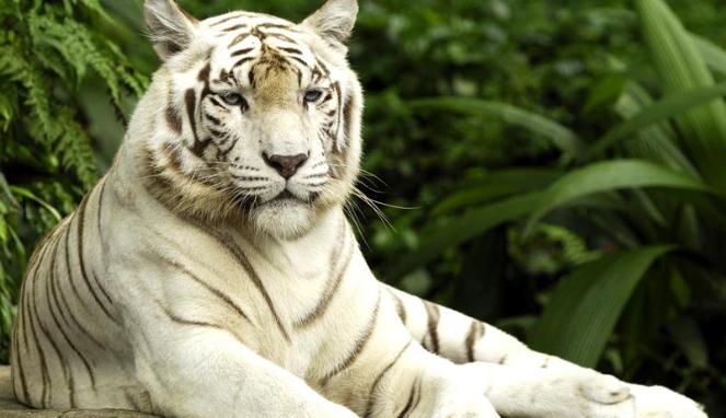 Lolos Dari Singa, Pawang Ini Meninggal Oleh 2 Harimau Putih