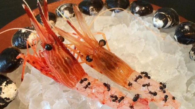 Empat Kuliner Ekstrem di Jepang yang Wajib Kamu Cicip