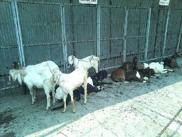 DPRD Minta Pemko Tata Pedagang Hewan Qurban