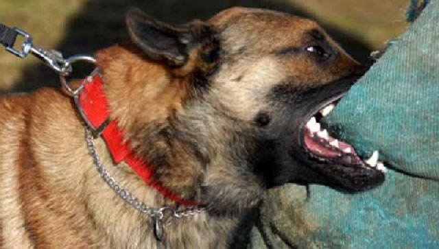 Antisipasi Rabies, Distanak Pekanbaru Kebiri Hewan Liar Penular