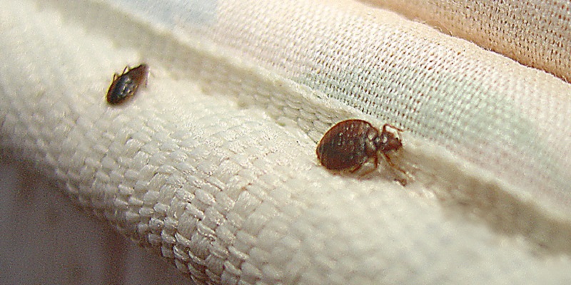 WASPADA! Kutu Kasur Bisa Sebabkan Alergi, Cemas hingga Anemia