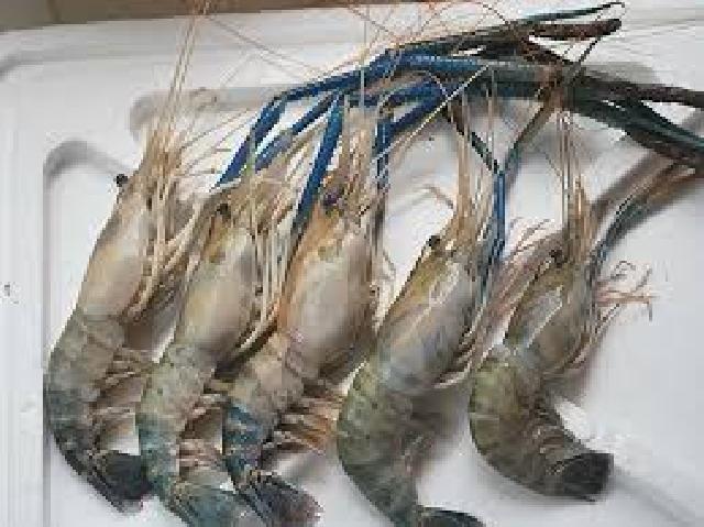 2017, Diskanlut Rohil Akan Budidayakan Udang Galah