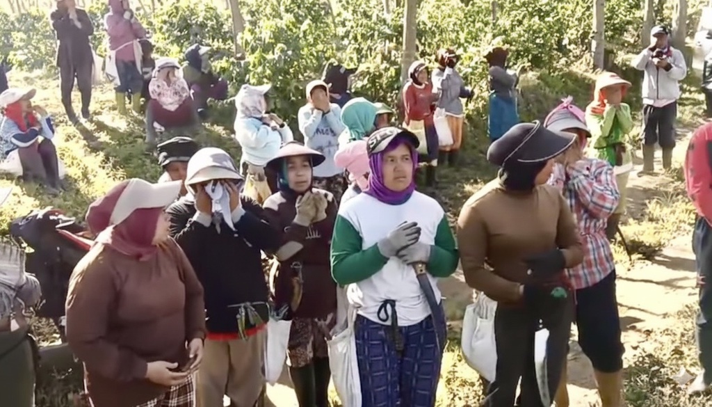 Tanaman Kopi JCE Dirusak OTK, Warga Bondowoso Kehilangan Nafkah