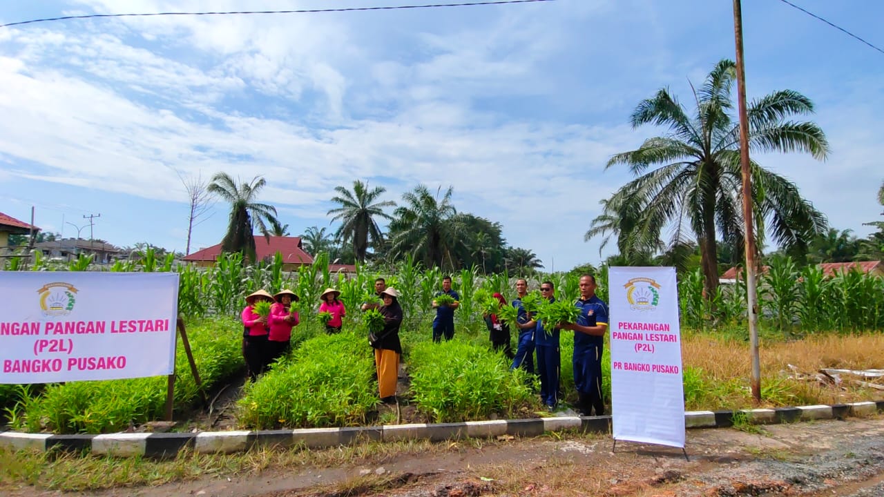 Bhayangkari Polsek Bangko Pusako Panen Sayur Kangkung dari Program Ketahanan Pangan P2L