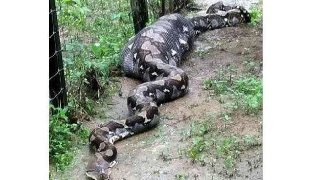 Ular Piton 'Monster' Tertangkap, Isi Perutnya Bikin Kaget
