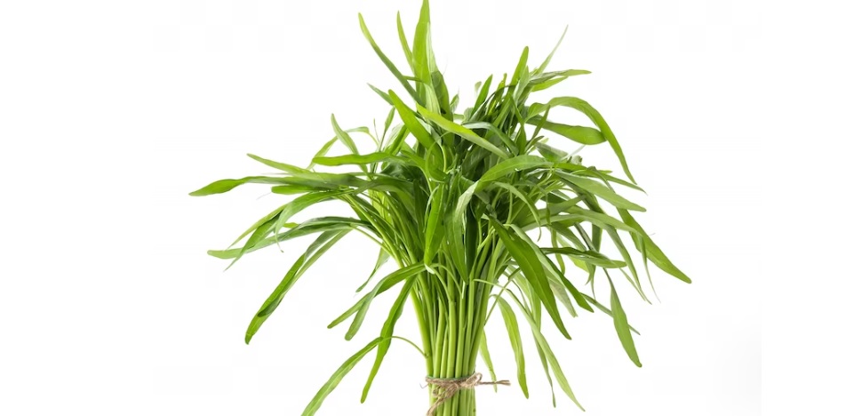 Begini Fakta Yang Sebut Makan Kangkung Bikin Ngantuk