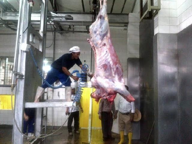 Pemotongan Sapi di RPH Pekanbaru Menurun Hingga 10 Ekor Perhari