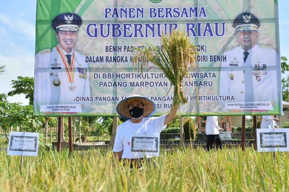 Produksi Beras di Riau Capai 124.800 Ton