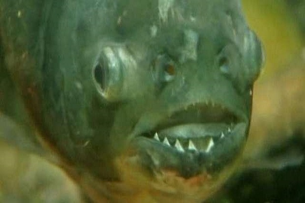 Pria Ini Kabur dari Serangan Lebah, tapi Tewas Dimakan Piranha