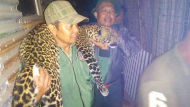 Ngeri, Macan Gunung Tilu Muncul di Kandang Ayam Warga