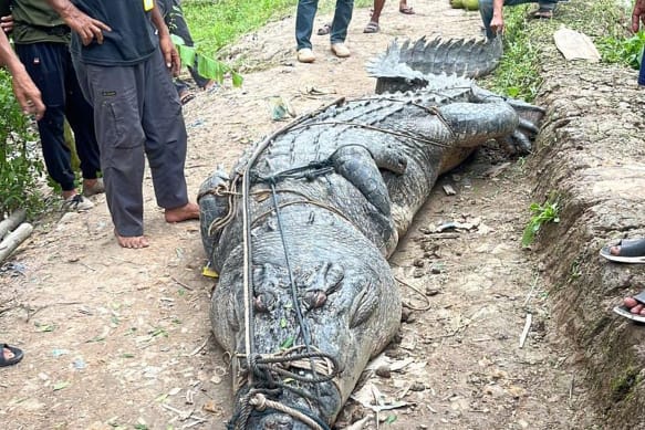 Misteri Perut Buaya Raksasa Indragiri Hilir Terungkap, Mata Tombak hingga Pecahan TV