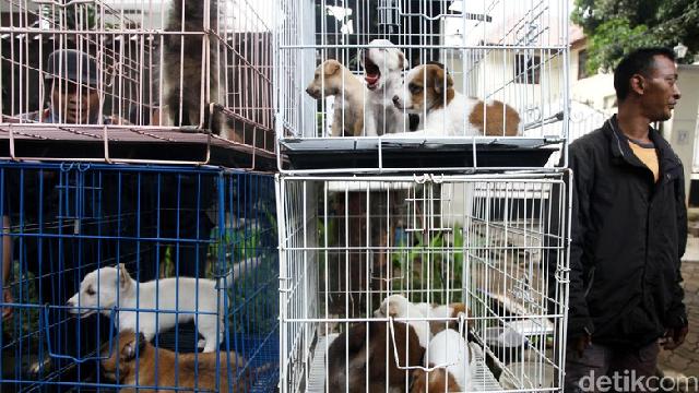 Kasus Rabies di Kalbar Kejadian Luar Biasa, Pemprov Minta Bantuan BNPB