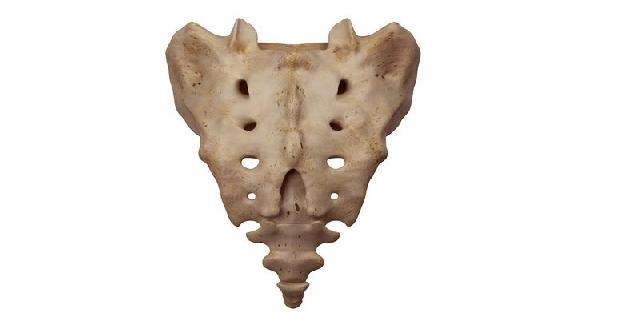 Tulang Manusia yang Tak Akan Hancur Dijelaskan dalam Alquran dan Sains