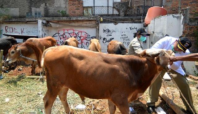 Tips Sukses Jualan Hewan Qurban