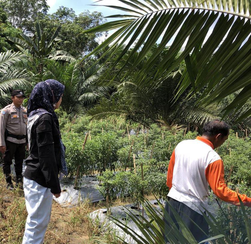 Polsek Bangko Pusako Dukung Ketahanan Pangan Lewat Pembinaan Kelompok Tani