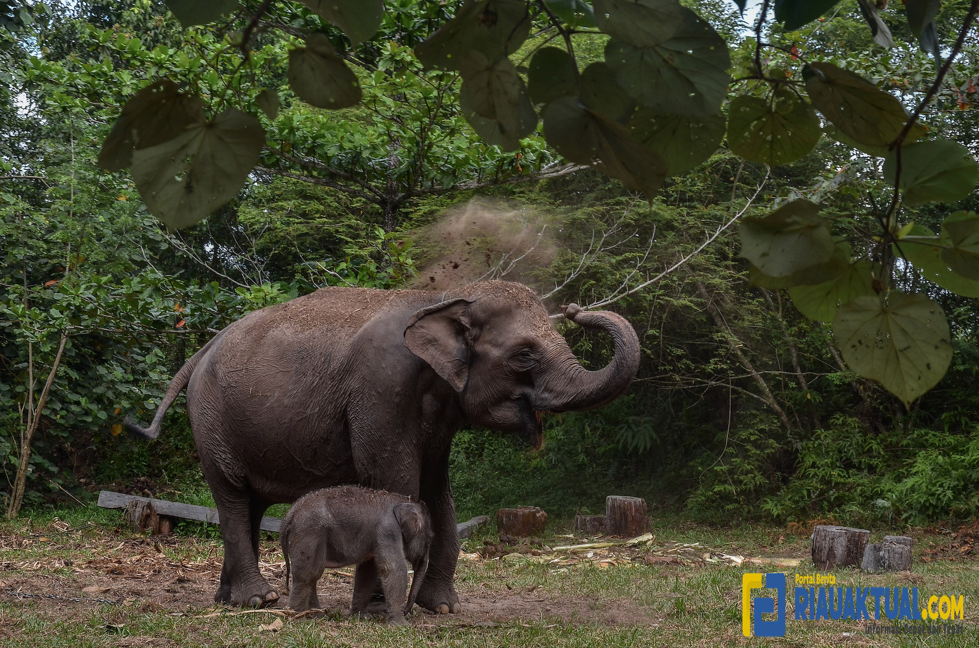 Kembali Satu Bayi Gajah Sumatera Lahir di TNTN Riau