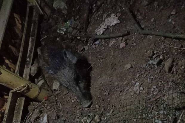 Disebut Babi Jadi-Jadian, Warga Sawangan Depok Tangkap dengan Cara Telanjang