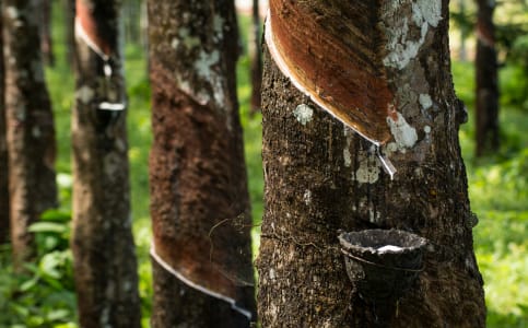 Perkebunan Karet Terus Tergerus Ekspansi Sawit, Ini Tantangan dan Harapan Pemprov Riau