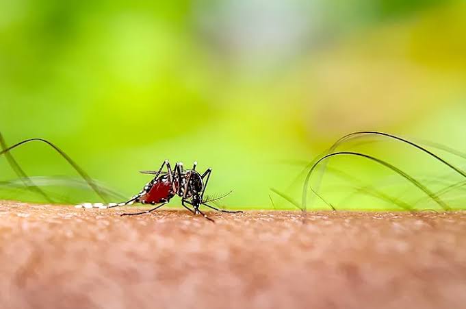 Tangani Satu Kasus Impor, Diskes Pekanbaru Antisipasi Penularan Malaria