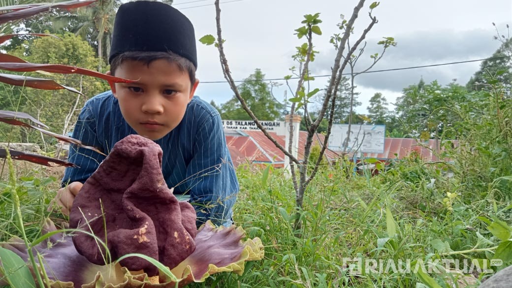 Bunga Bangkai Tumbuh Subur Di Pekarangan Mushalla