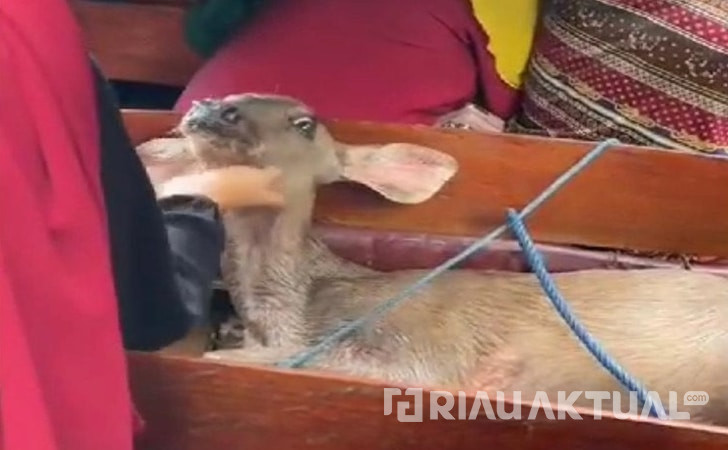 Video Kijang Dilindungi Dikejar Anjing di Riau, Berakhir Tragis Dipotong