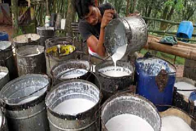 Harga Anjlok, Petani Enggan Sadap Karet