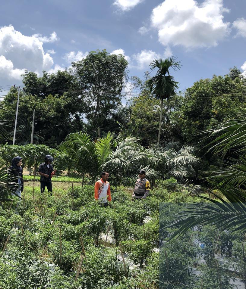 Polsek Bangko Pusako Bina Ketahanan Pangan di Kepenghuluan Bangko Lestari