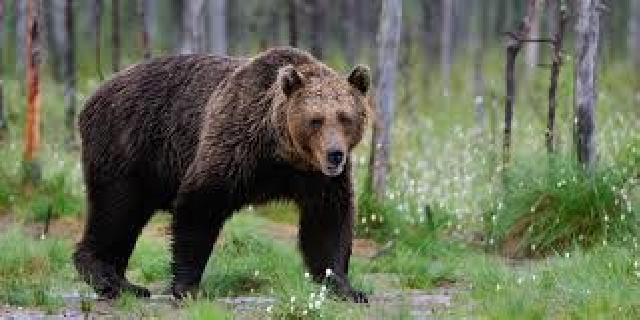 BBKSDA Riau Akan Segera Relokasi Beruang di Kecamatan Rambah