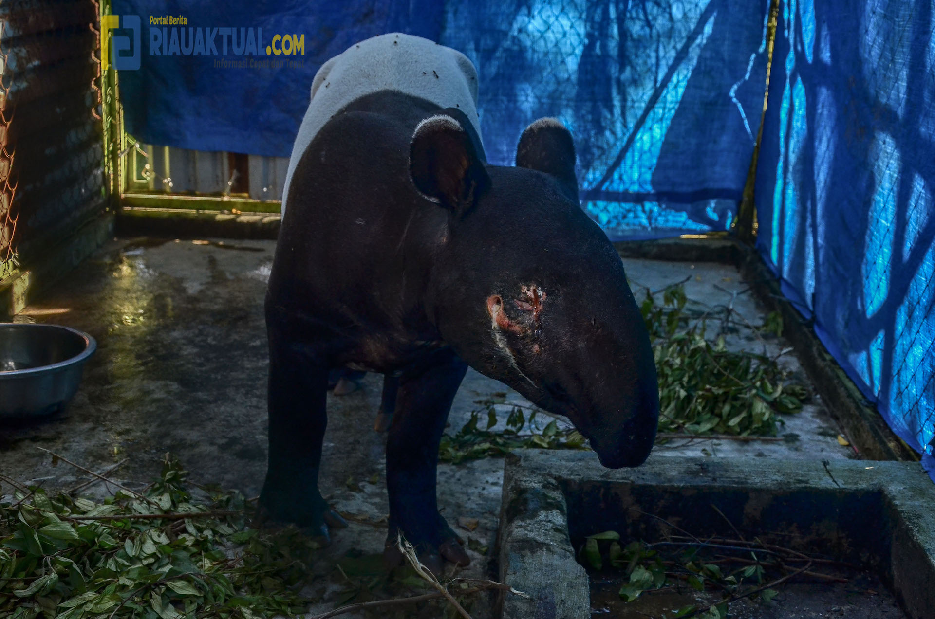BBKSDA Riau Evakuasi Tapir Yang Matanya Terluka dari Kuansing