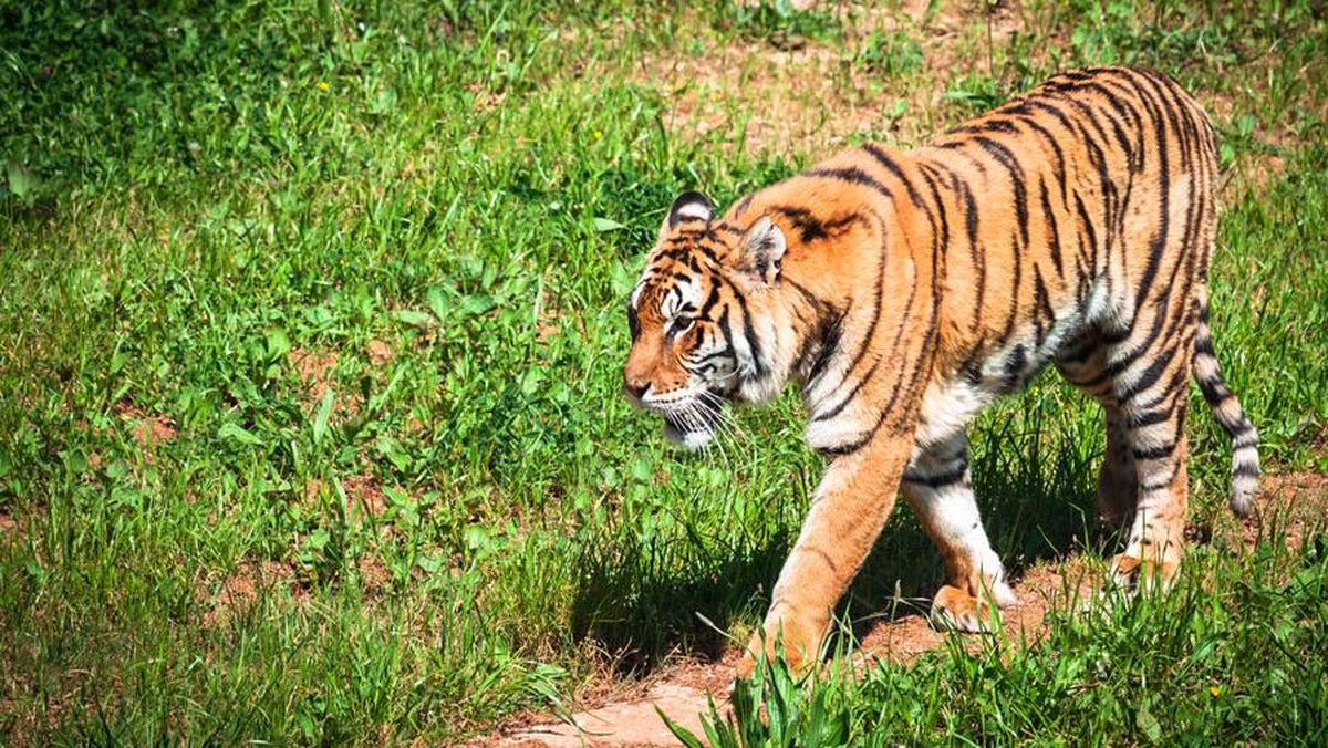 Penjaga Kebun Binatang Tewas Diterkam Harimau