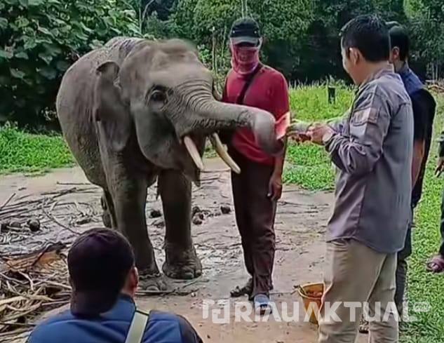 Menjaga Masa Depan Gajah Sumatera, BBKSDA Riau Libatkan Insan Pers