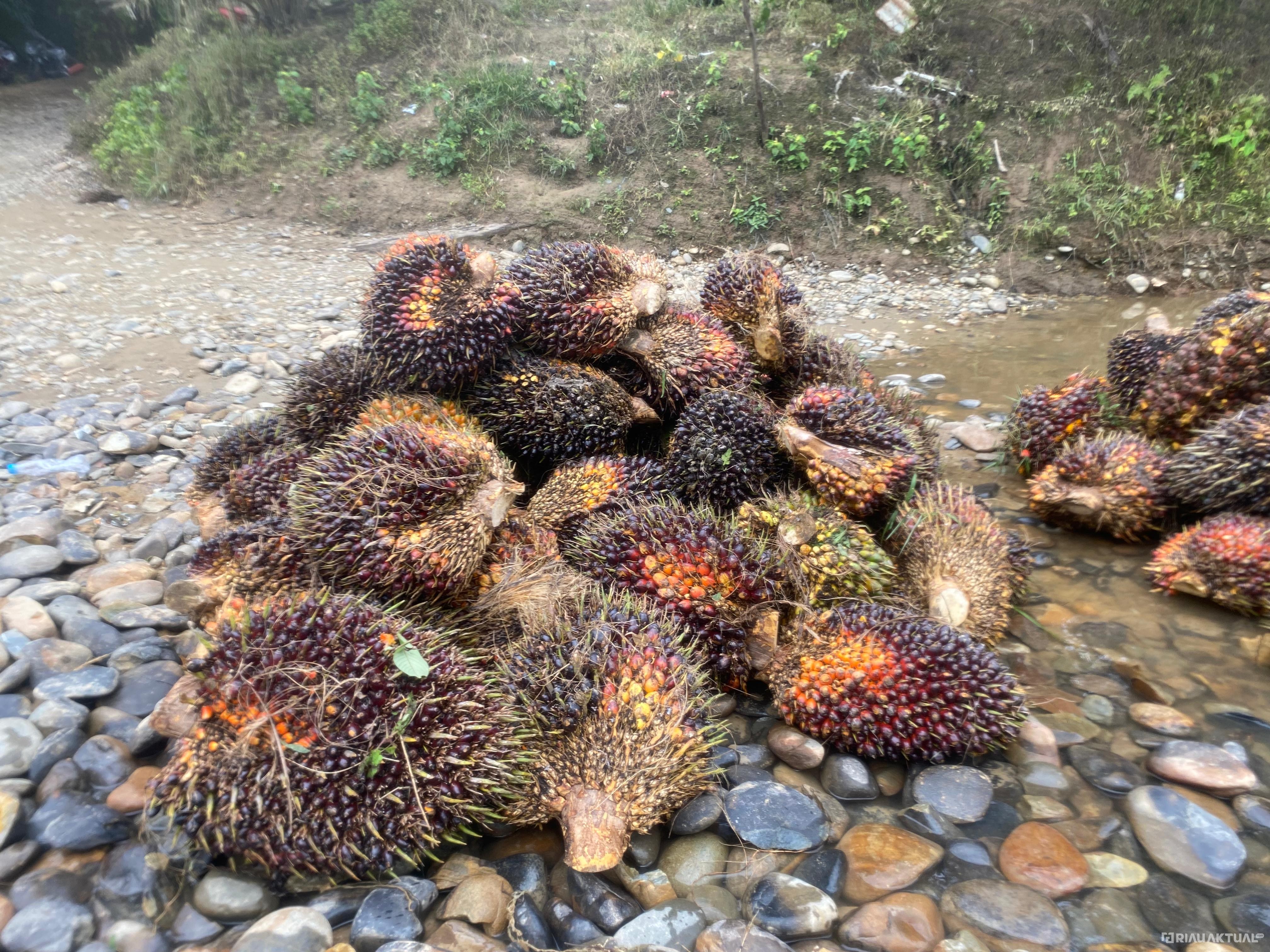 Harga TBS Kelapa Sawit Mitra Swadaya Turun, Capai Rp3.656 per Kilogram