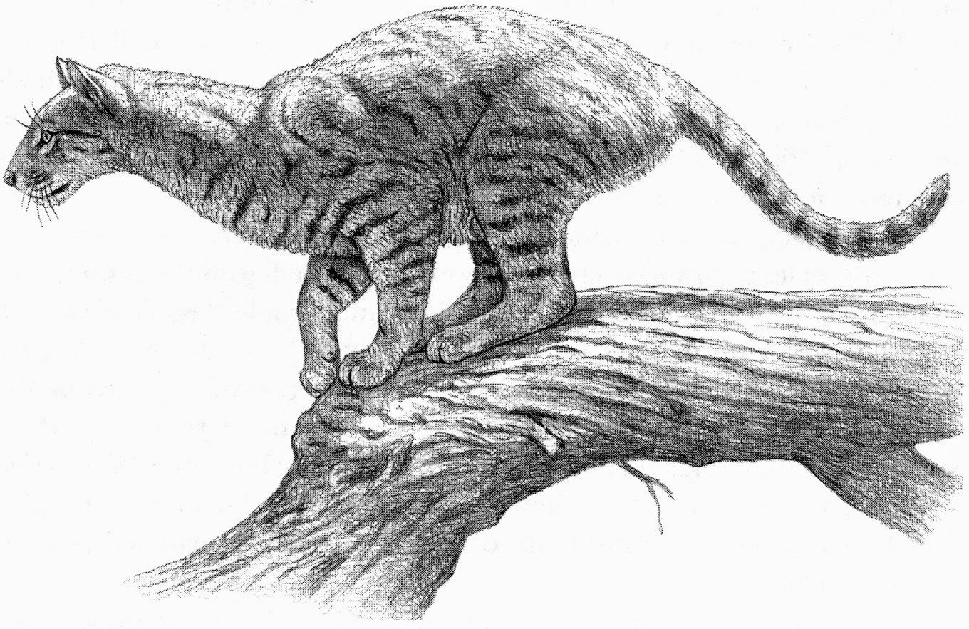 Proailurus, Nenek Moyangnya Semua Jenis Kucing di Muka Bumi