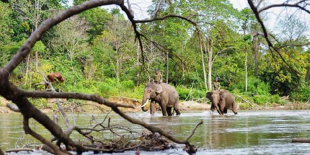 Ratusan hektare hutan dirambah, kehidupan satwa terancam