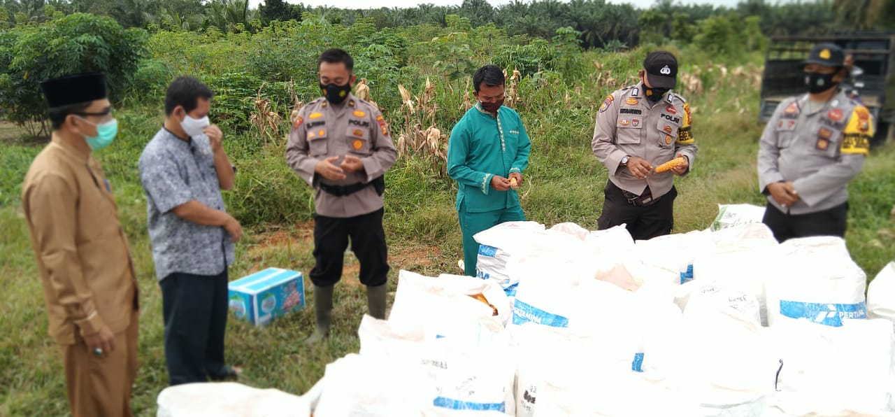 Untuk yang Kedua Kali Polsek ukui Panen Jagung Program Jaga Kampung