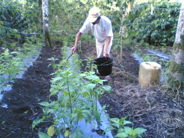 Palawija dan Holtikultura Menjadi Program Prioritas Siak