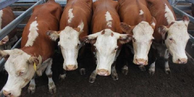 DPPKP Meranti Gelar UPSUS SIWAB di Desa Banglas