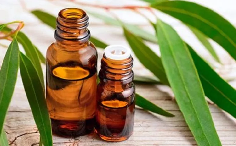 Minum Minyak Kayu Putih Berisiko Kematian!