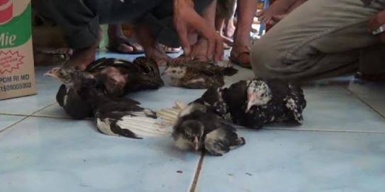 Warga Kuansing, dihebohkan Hewan Ternak Mati bergelimpangan Secara Misterius