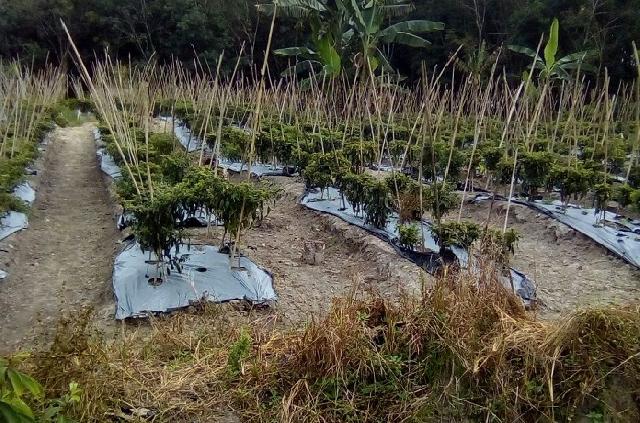 Petani Cabai di Mandau Gagal Panen, Butuh Perhatian dari Pemerintah