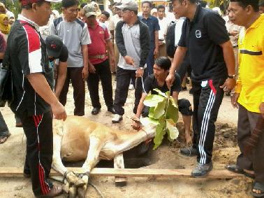 SMAN 10 Potong Tujuh Sapi Qurban