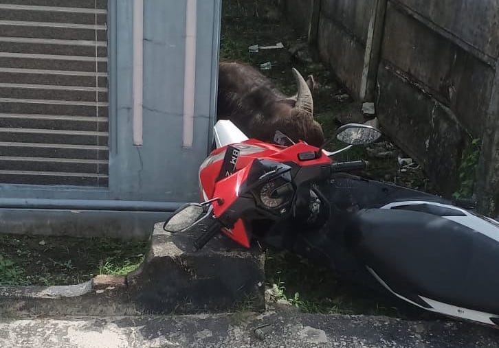 Hewan Kurban Mengamuk Saat Hendak Disembelih, Empat Pekerja Luka-luka