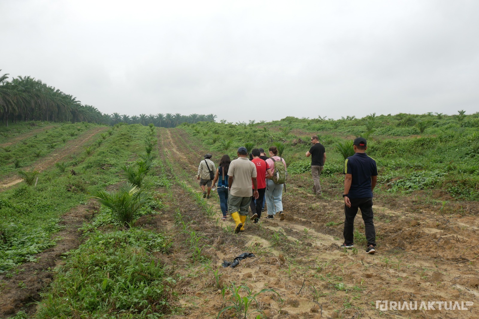 Rekomtek PSR untuk 2.721 Hektare Kebun Sawit di Riau Terbit, 1.522 Hektare Masih Tahap Verifikasi