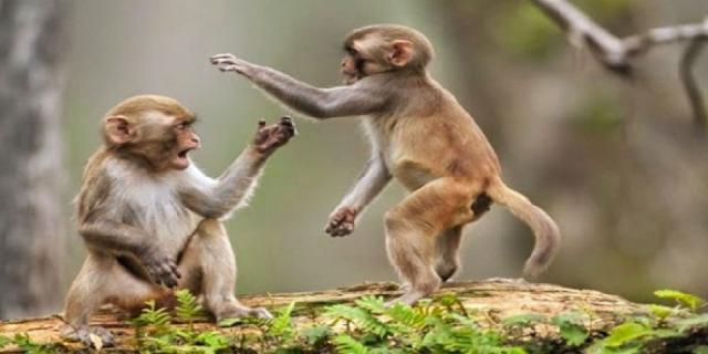 Inilah Kaum yang Pernah Dikutuk Menjadi Kera