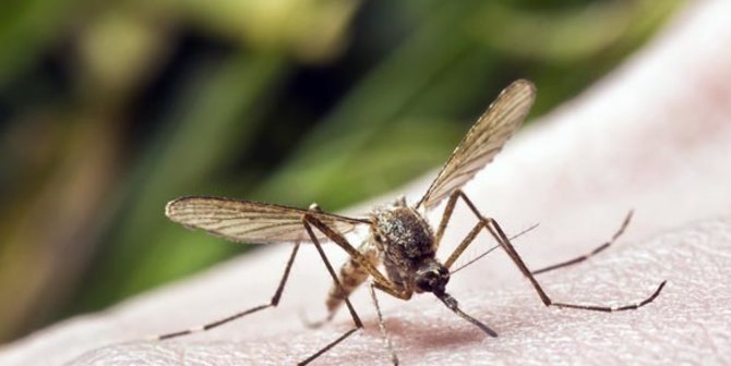 Berikut Tujuh Hal yang Bisa Membuat Seseorang Lebih Mudah Digigit Nyamuk Dibanding Orang Lain