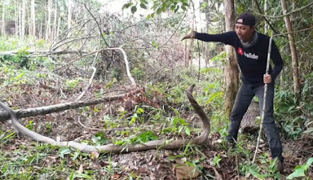 Tegangnya Penangkapan Ular King Kobra Raksasa Super Galak