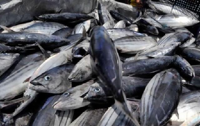 Indonesia Poros Maritim, Harga Ikan Kenapa Masih Tinggi?