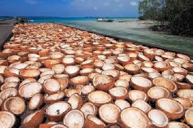 Harga Kopra Lebih Bagus di Malaysia