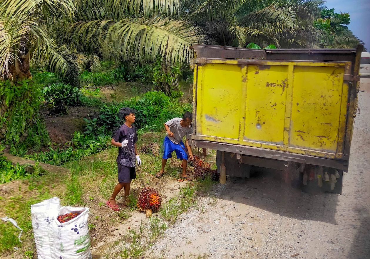 Pemprov Riau Targetkan Peremajaan Sawit Rakyat Seluas 10.800 Hektare
