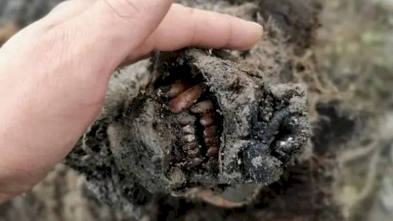 Fosil Beruang Gua Zaman Es dalam Kondisi Utuh Ditemukan di Rusia